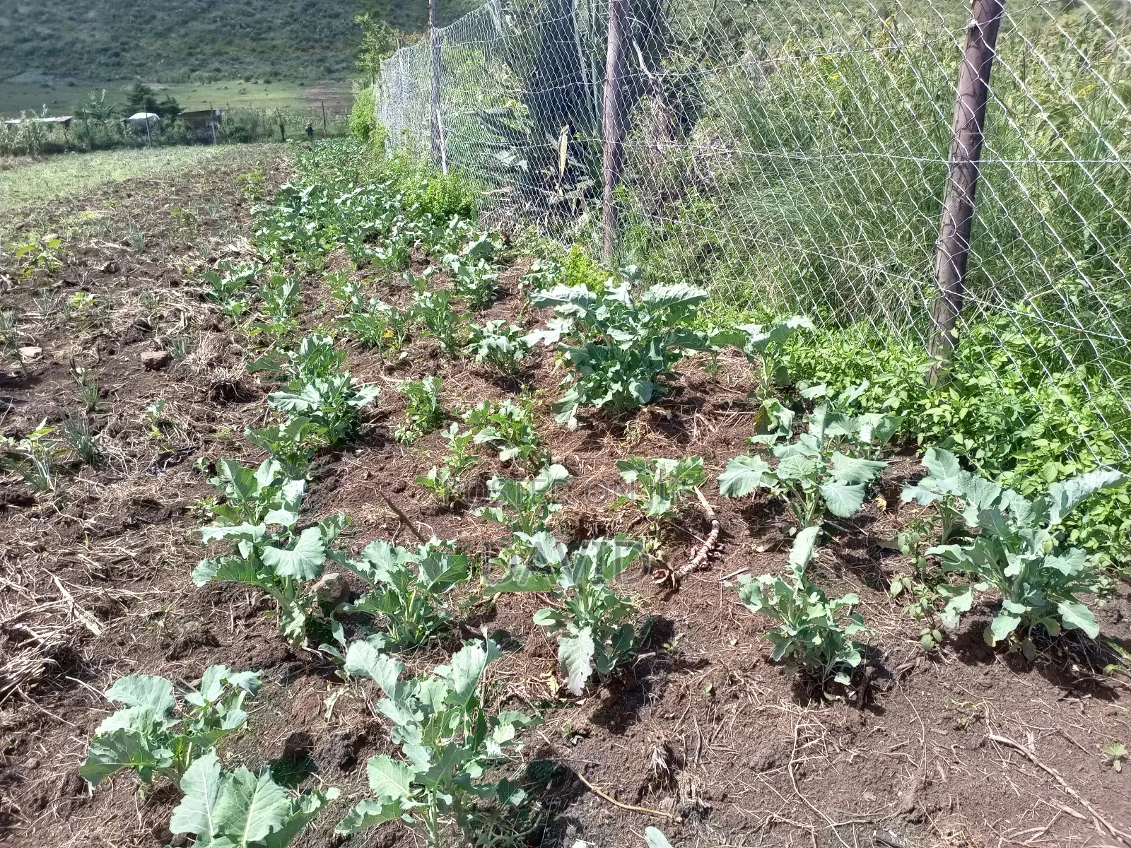 Land for Sale in Gilgil Diatomite