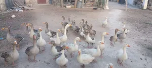 Geese for Sale in Kilifi