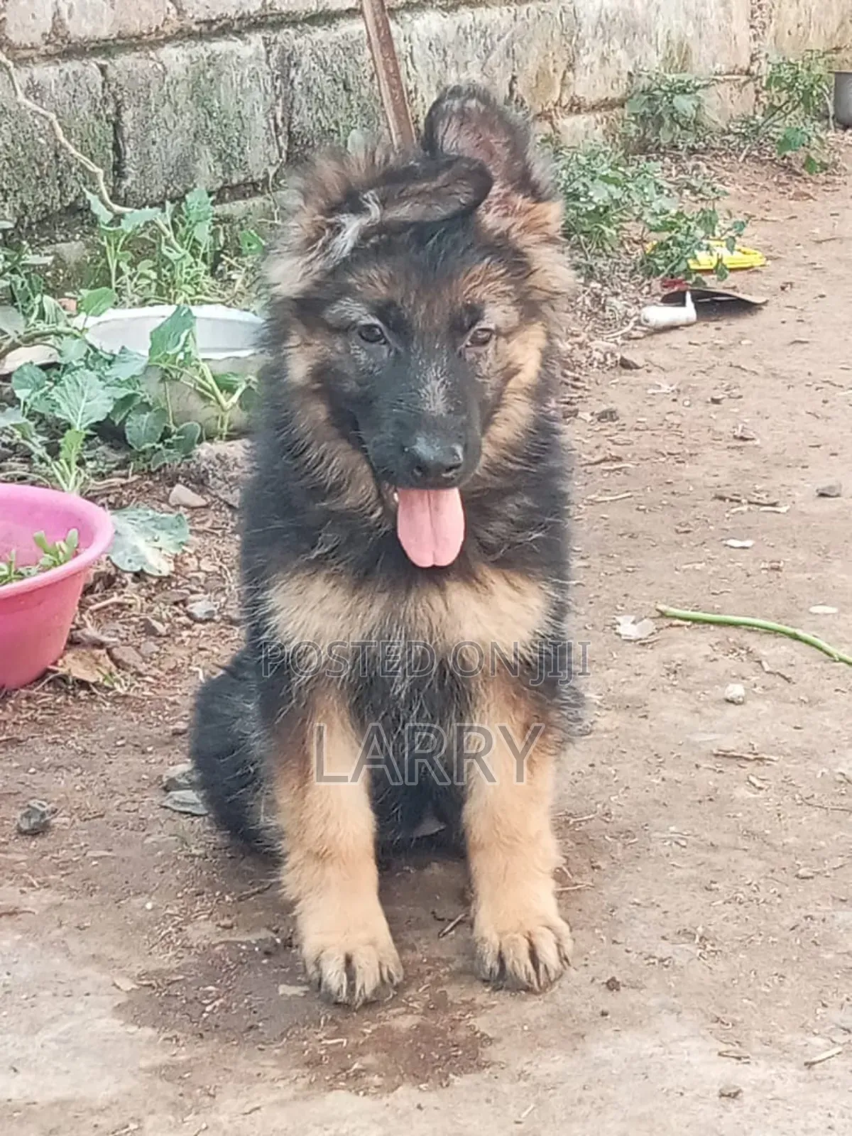 1-3 months Female Purebred German Shepherd