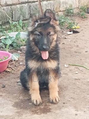 1-3 months Female Purebred German Shepherd - thumbnail 2