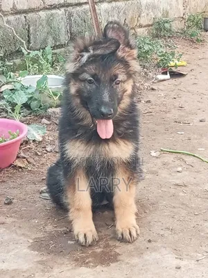 1-3 months Female Purebred German Shepherd