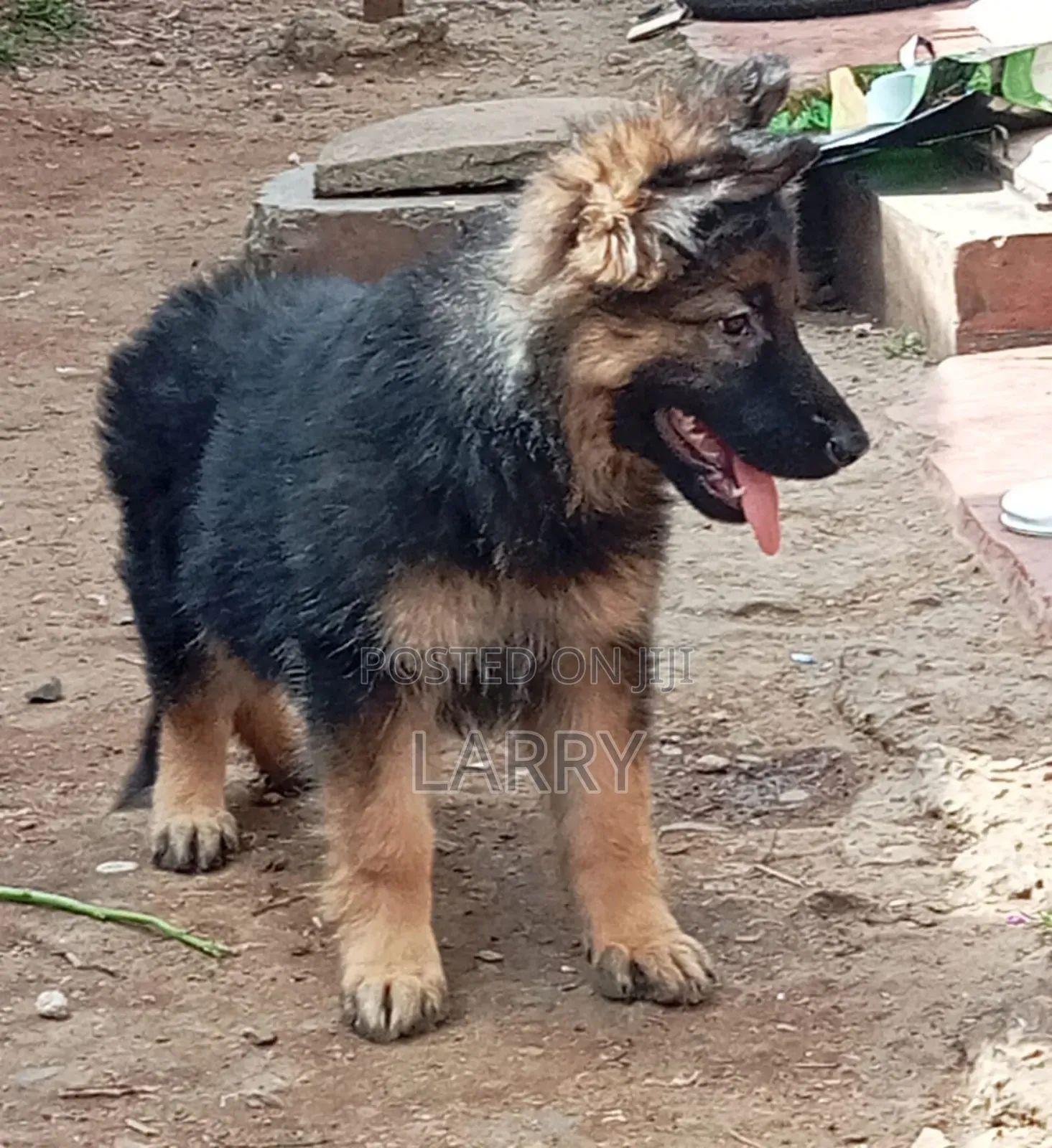 1-3 months Female Purebred German Shepherd