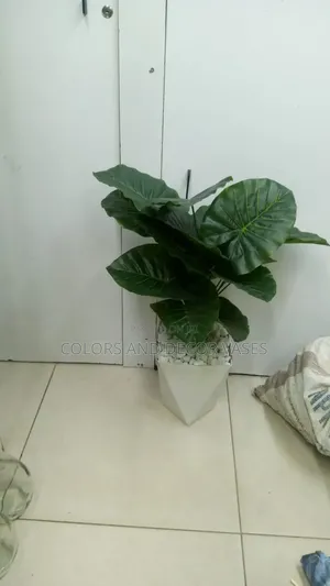 Green Plant With Vase Plus Pebble Stones