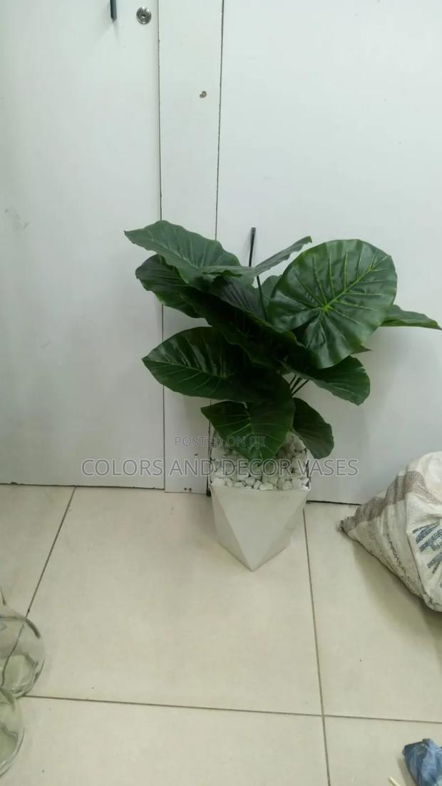Green Plant With Vase Plus Pebble Stones