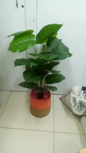 Corner Plant With Basket Variety Available