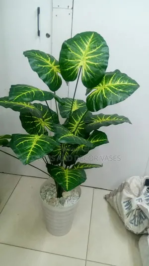 Green and Yellow Beautiful Plant for Homes