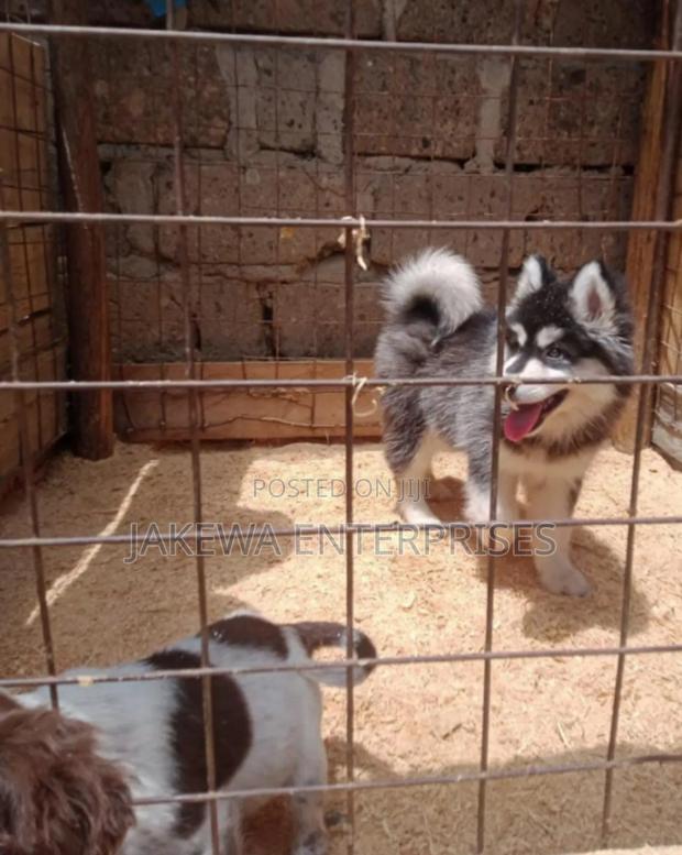 1-3 months Male Purebred Siberian Husky