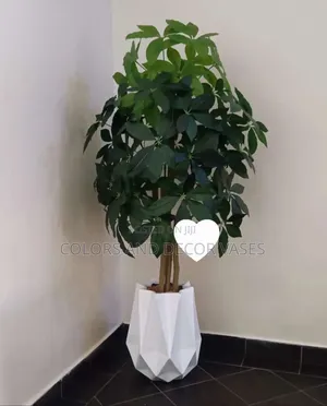 Avacado Plant Beautiful Pieces 1.5m Vase Is Separate