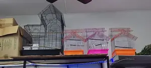Big Cages For Kasuku