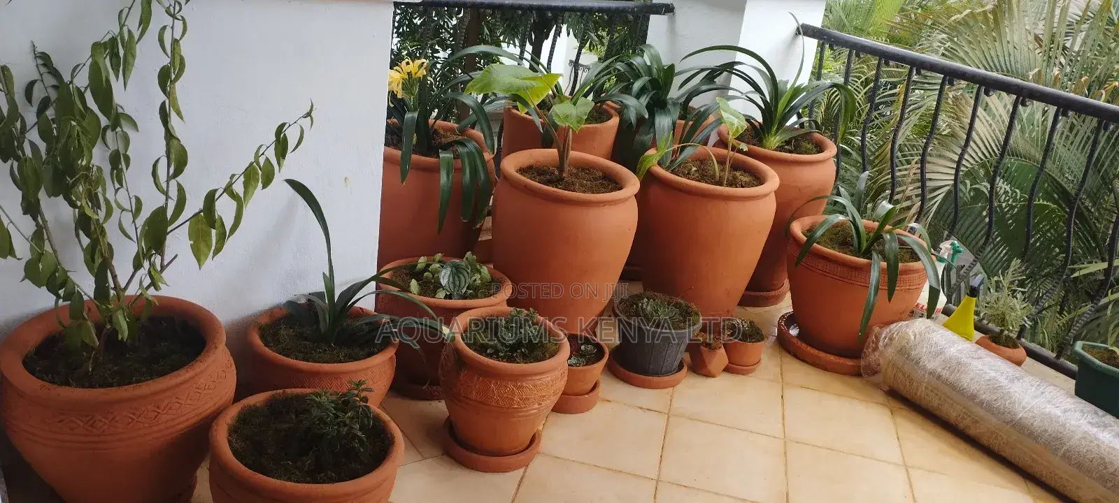 In-House Planting in Pots