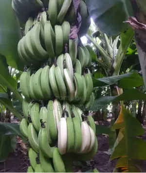 Variegated Banana Ripening Suckers. Moq 5 Suckers.
