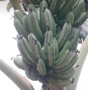 Variegated Banana Ripening Suckers. Moq 5 Suckers.