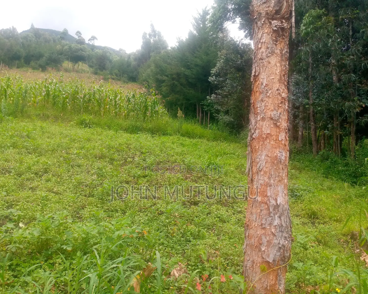 5 Acres of Land at the Slopes of Aberdare Forest