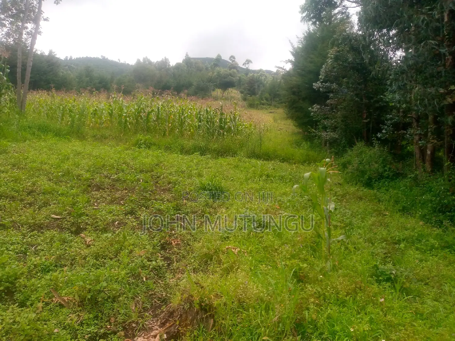 5 Acres of Land at the Slopes of Aberdare Forest