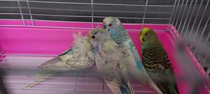 Flower Budgies - thumbnail 2
