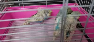 Flower Budgies
