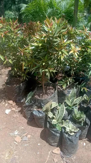 Fruits and Flowers Seedlings