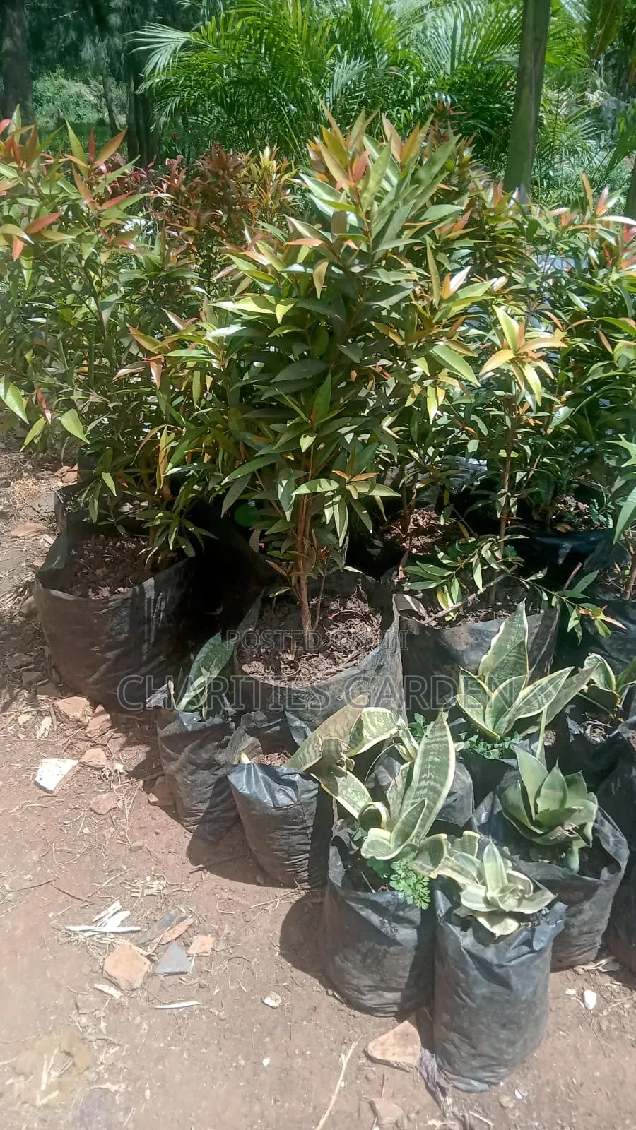 Fruits and Flowers Seedlings