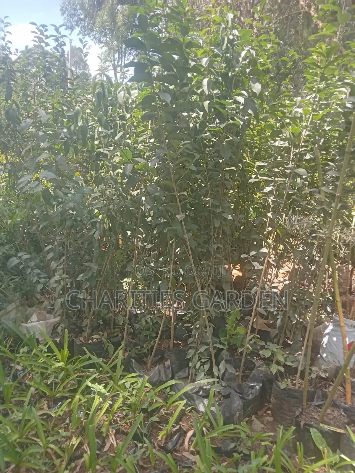 Fruits and Flowers Seedlings