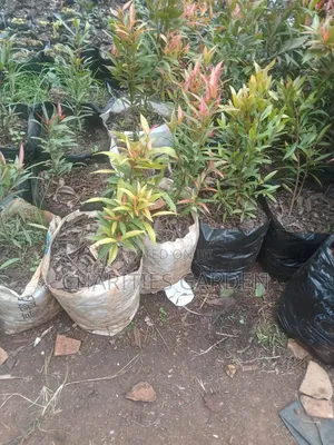 Fruits and Flowers Seedlings