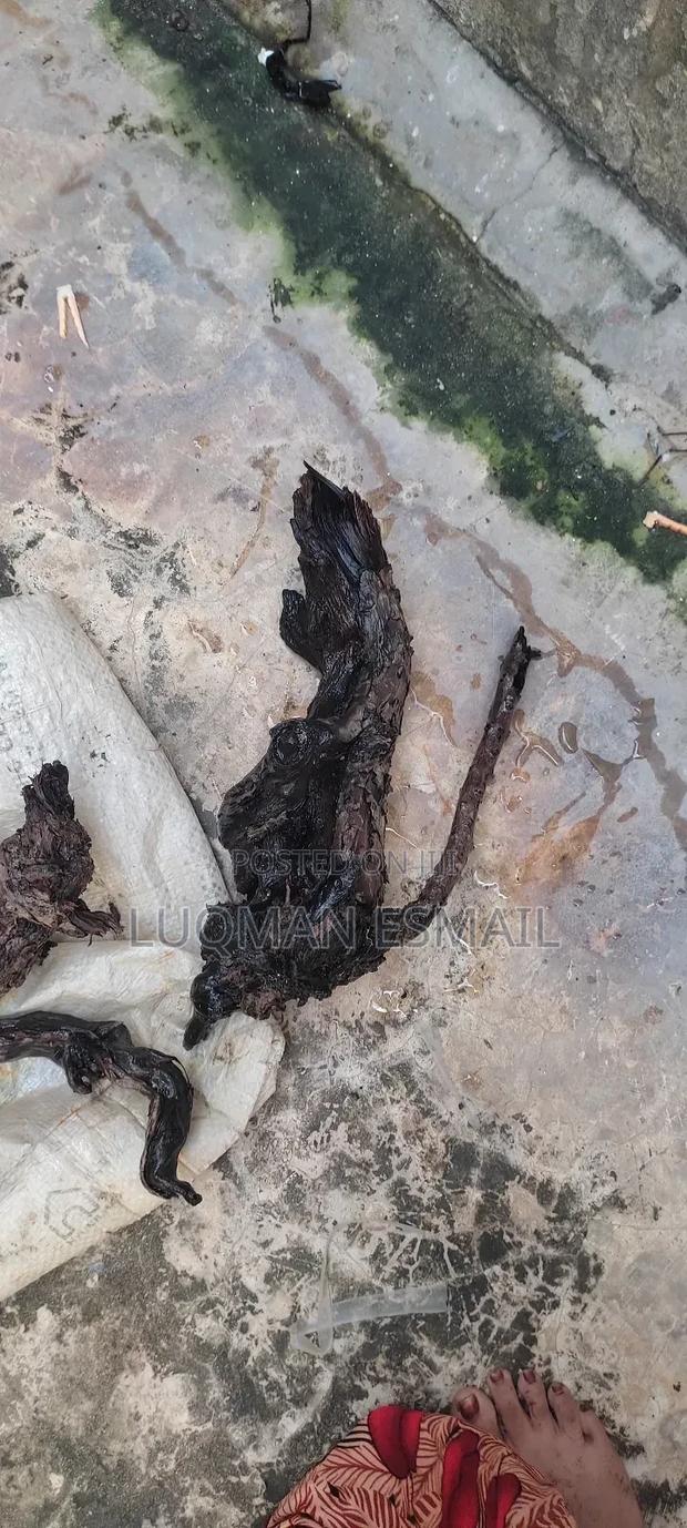 Aquarium Driftwood - main view