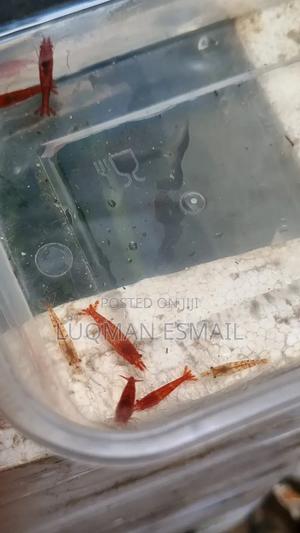 Cherry Shrimps - thumbnail 2