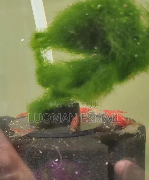 Red Cherry Shrimps - main view