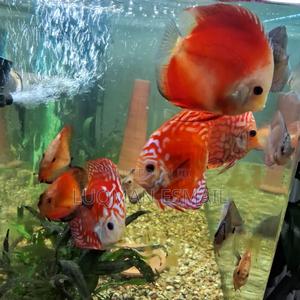 Red Discuss - thumbnail 2