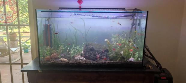 3ft Aquarium , Live Planted and Stocked With Beautiful Fish - main view