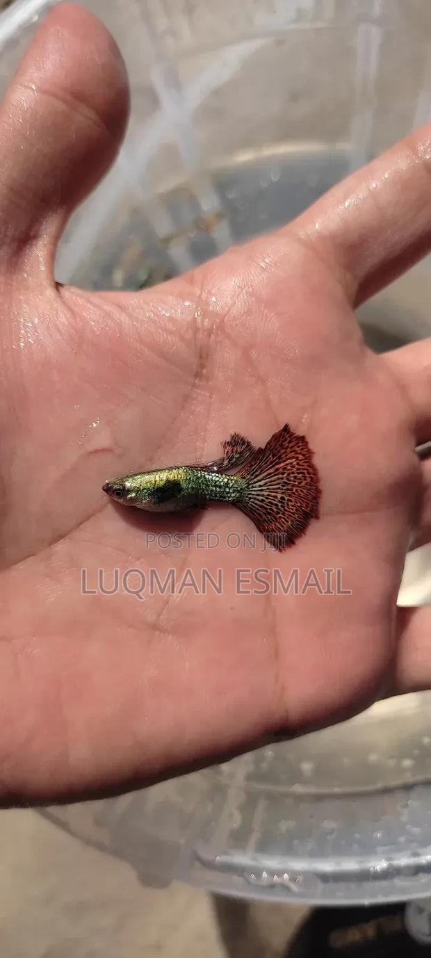 Dumbo Guppies, Big Guppies - main view