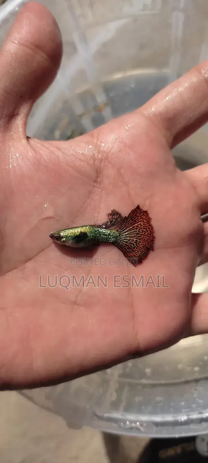 Dumbo Guppies, Big Guppies