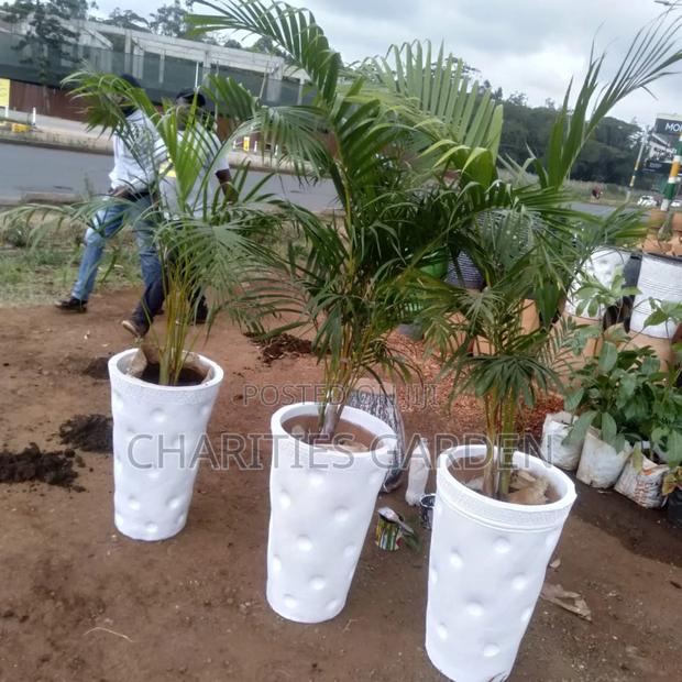 Flowers and Pet Beds - thumbnail 4