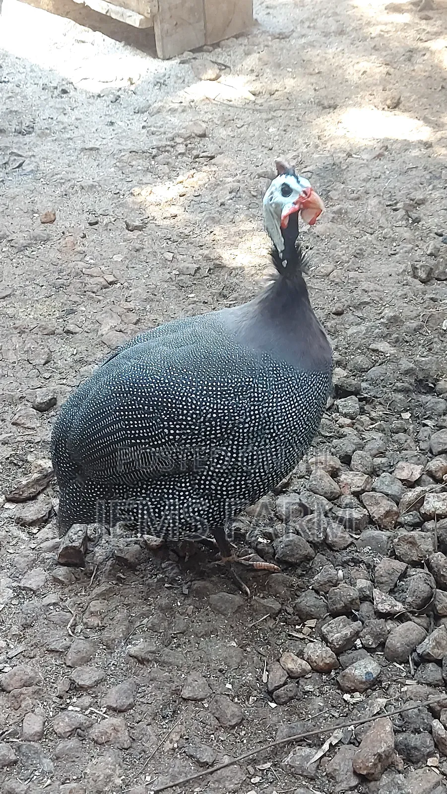Mature Laying Dotted White Chested Guinea Fowls