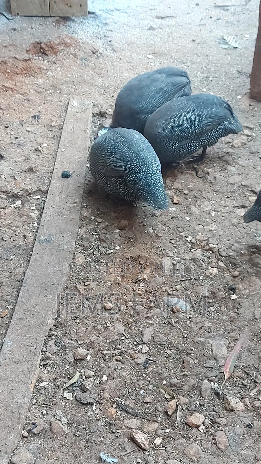 Mature Laying Dotted White Chested Guinea Fowls