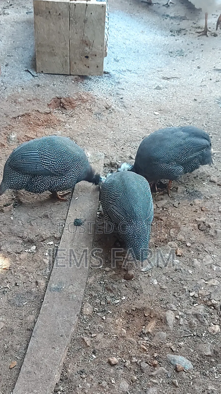 Mature Laying Dotted White Chested Guinea Fowls