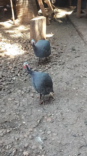 Mature Laying Dotted White Chested Guinea Fowls