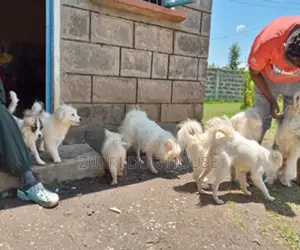 Dog Boarding
