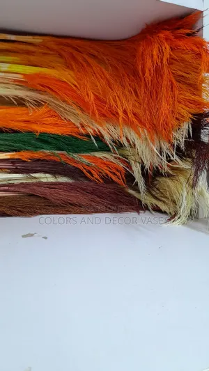 Pampas Grass Variety of Colors