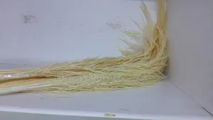 Off White Pampas Grass Available