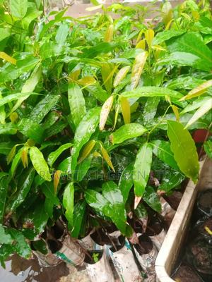 Ashok Trees - thumbnail 2