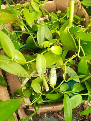 Vanilla Seedlings - thumbnail 2