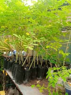 Moringa Oliefera Seedlings - thumbnail 2