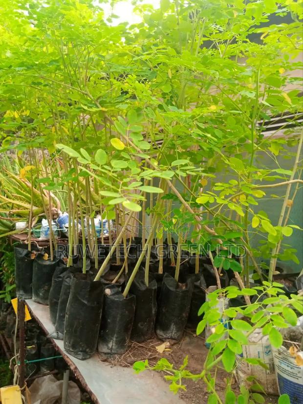 Moringa Oliefera Seedlings - main view