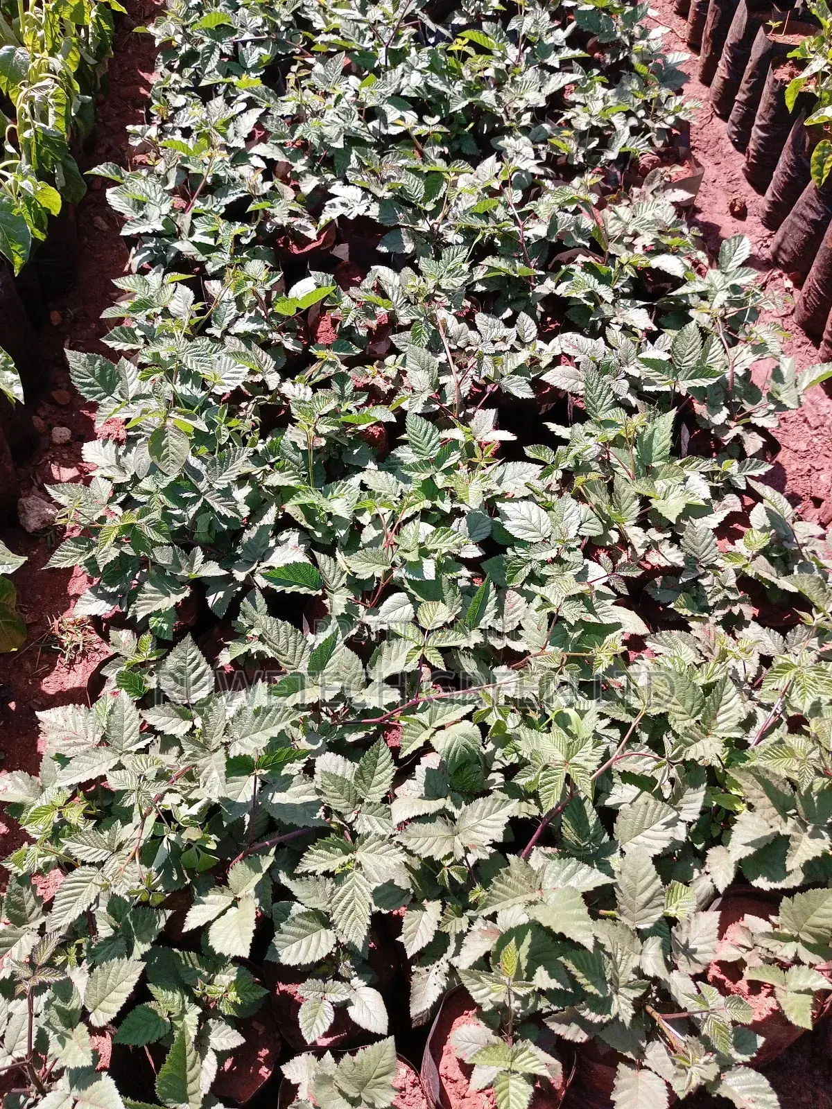 Black Berry Vine Seedlings