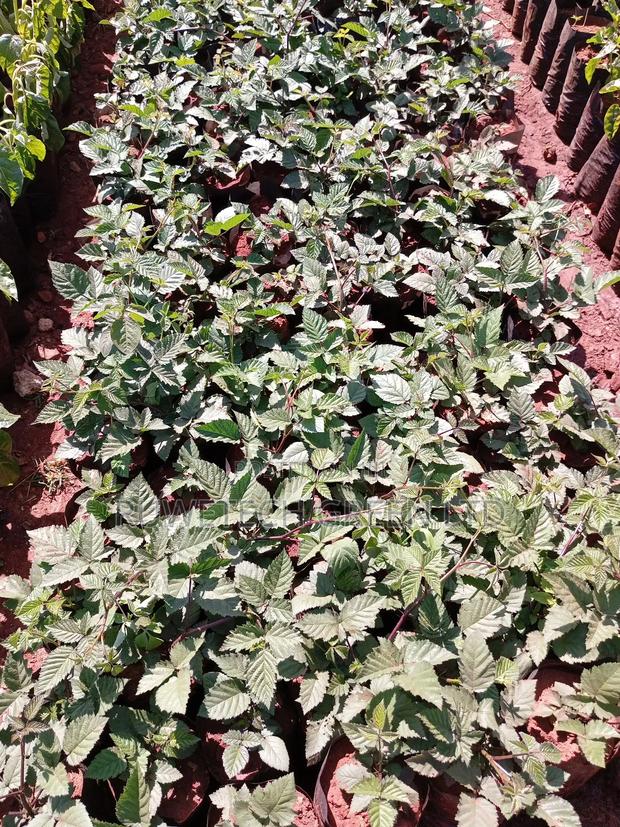 Black Berry Vine Seedlings