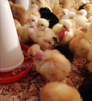 3days Old Chicks - main view
