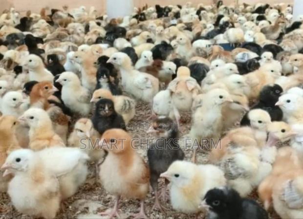 3days Old Chicks - thumbnail 2
