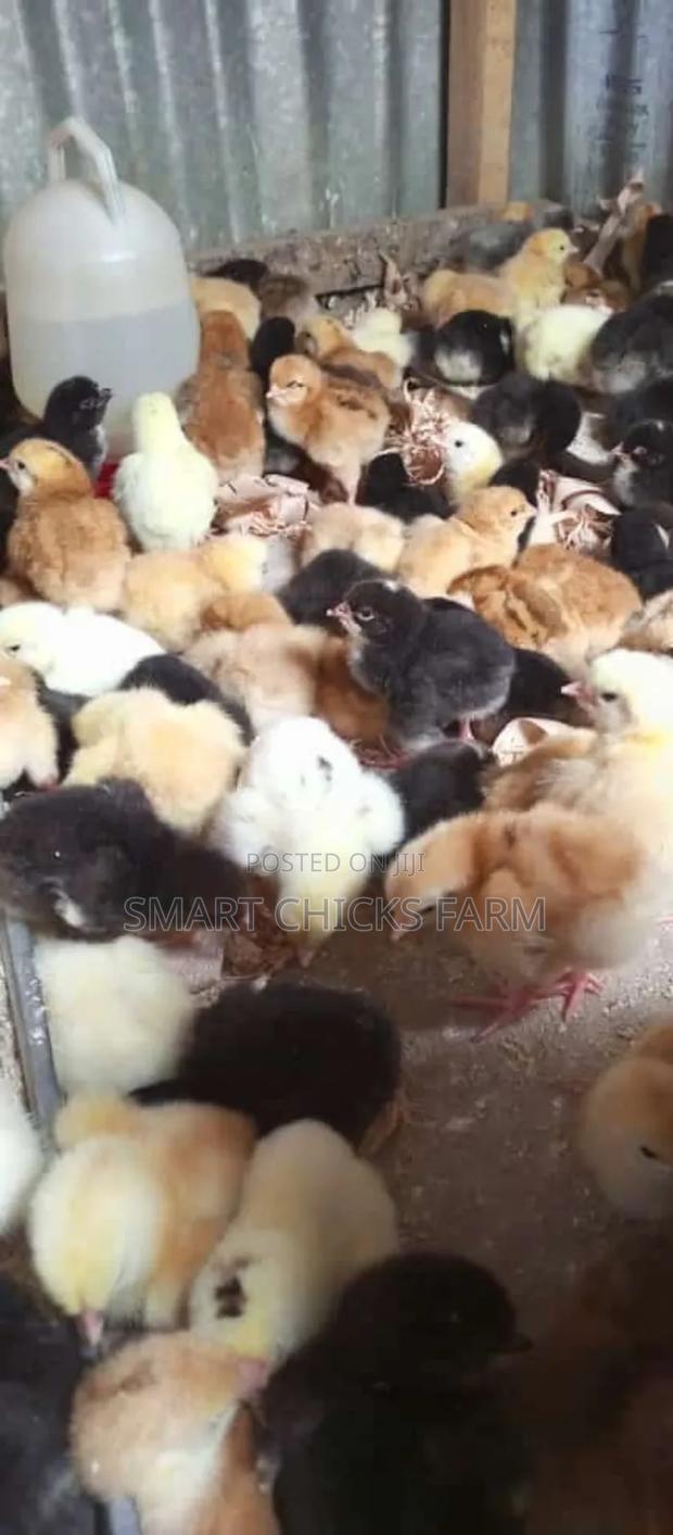 3days Old Chicks - thumbnail 3