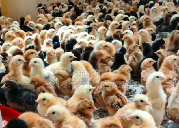 3days Old Chicks - thumbnail 4