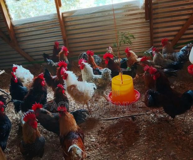 Improved Kienyeji Jogoos - thumbnail 3